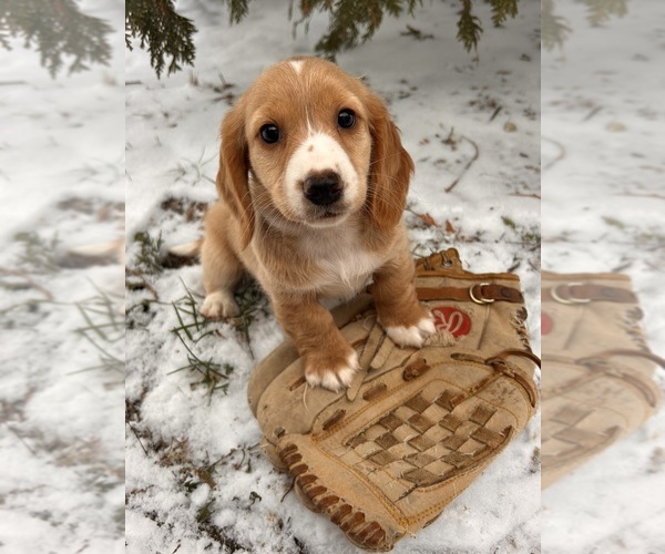 Medium Photo #3 Dachshund Puppy For Sale in MIDDLEBURY, IN, USA