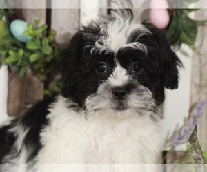 ShihPoo Puppy for sale in MOUNT VERNON, OH, USA