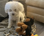 Small Bichon Frise