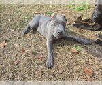 Small #6 Cane Corso