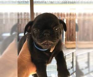 Pug Puppy for sale in TULARE, CA, USA