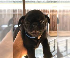 male pug puppies for sale