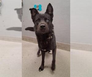 Akita-American Pit Bull Terrier Mix Dogs for adoption in Las Vegas, NV, USA