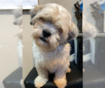 Small Lhasa Apso Mix