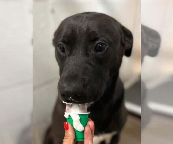 Medium Photo #18 Mutt Puppy For Sale in Myrtle Beach, SC, USA