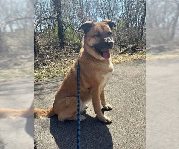Medium Photo #1 Mutt Puppy For Sale in Oskaloosa, IA, USA