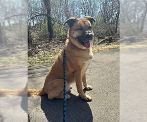 Mutt Dogs for adoption in Oskaloosa, IA, USA