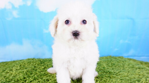 Medium Photo #4 Maltipoo Puppy For Sale in LA MIRADA, CA, USA