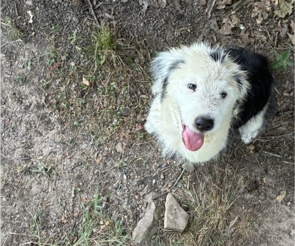 Medium Photo #2 Australian Shepherd-Old English Sheepdog Mix Puppy For Sale in BROKEN BOW, OK, USA