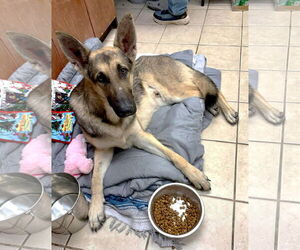 German Shepherd Dog Dogs for adoption in Boonton, NJ, USA