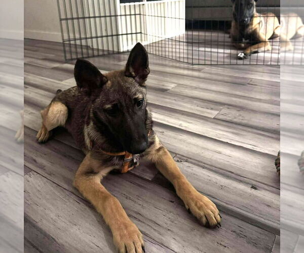 Medium Photo #1 German Shepherd Dog-Unknown Mix Puppy For Sale in Imlay City, MI, USA