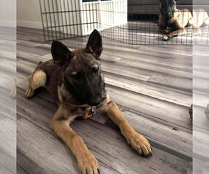 German Shepherd Dog-Unknown Mix Dogs for adoption in Imlay City, MI, USA