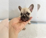 Puppy 2 French Bulldog