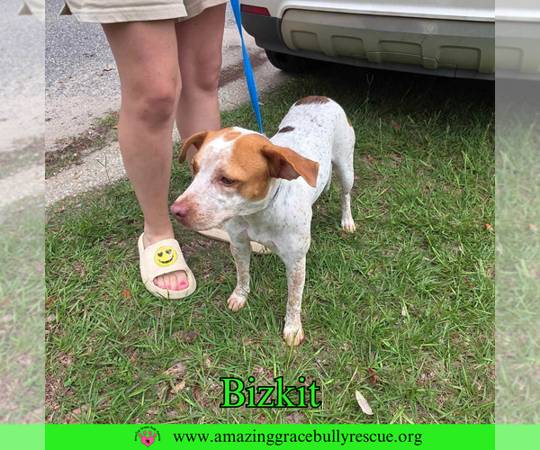 Medium Photo #5 Mutt Puppy For Sale in Pensacola, FL, USA