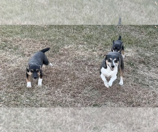 Medium Photo #2 Rat Terrier Puppy For Sale in WHITAKERS, NC, USA