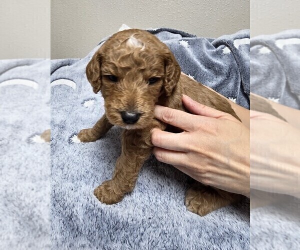 Medium Photo #26 Goldendoodle Puppy For Sale in COLLINSVILLE, IL, USA