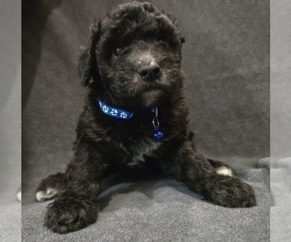 Medium Photo #13 Whoodle (Miniature) Puppy For Sale in KATY, TX, USA