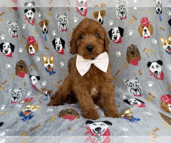 Medium Photo #6 Cavapoo (Miniature) Puppy For Sale in LAKELAND, FL, USA