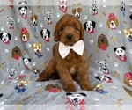 Small #5 Cavapoo (Miniature)
