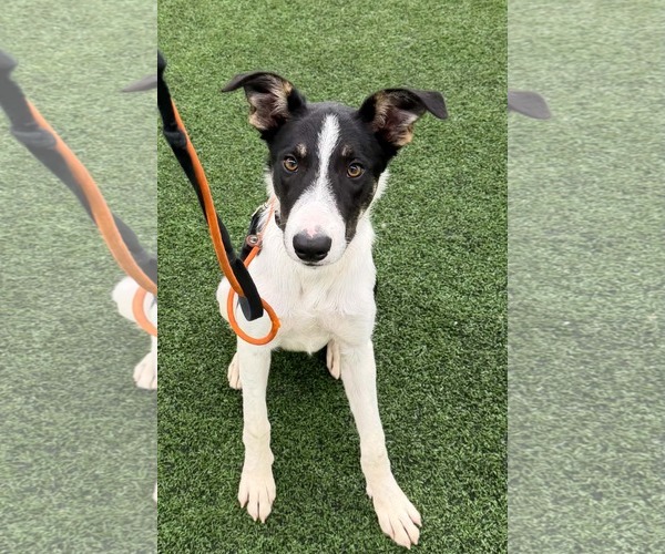 Medium Photo #2 Border Collie Puppy For Sale in Highland, IL, USA