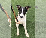 Small Photo #2 Border Collie Puppy For Sale in Highland, IL, USA