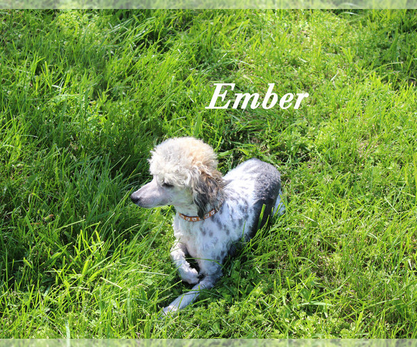 Medium Photo #24 Poodle (Toy) Puppy For Sale in CHANUTE, KS, USA