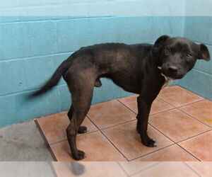 American Pit Bull Terrier-Unknown Mix Dogs for adoption in Downey, CA, USA