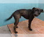 Small American Pit Bull Terrier Mix
