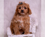Puppy Victor F1 Cavapoo (Miniature)
