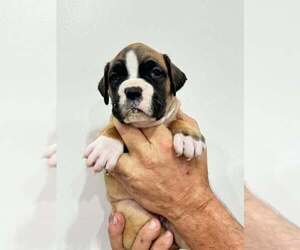 Boxer Puppy for sale in LAURENS, SC, USA