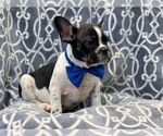 Small Photo #10 French Bulldog Puppy For Sale in LAKELAND, FL, USA