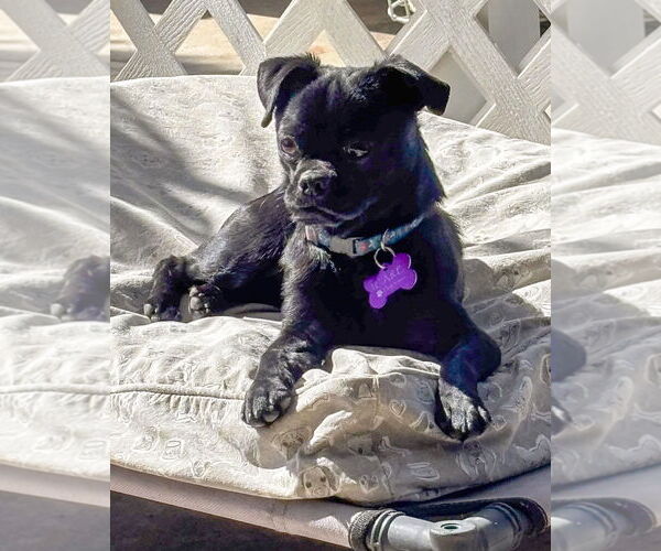 Medium Photo #5 Pug-Unknown Mix Puppy For Sale in Corona, CA, USA