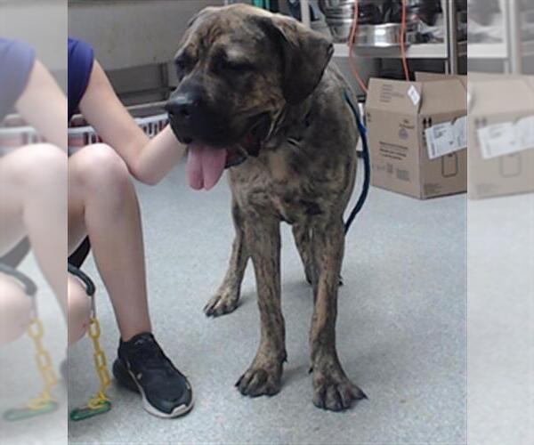 Medium Photo #1 Mastiff-Unknown Mix Puppy For Sale in Pasadena, TX, USA