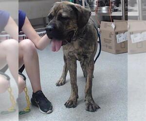 Mastiff-Unknown Mix Dogs for adoption in Pasadena, TX, USA