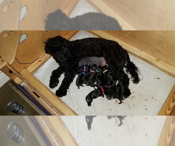 Medium Photo #1 Portuguese Water Dog Puppy For Sale in LEANDER, TX, USA