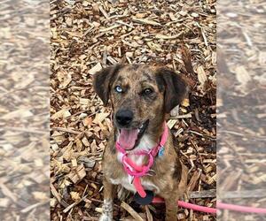 Beagle-Catahoula Leopard Dog Mix Dogs for adoption in Waterford, VA, USA