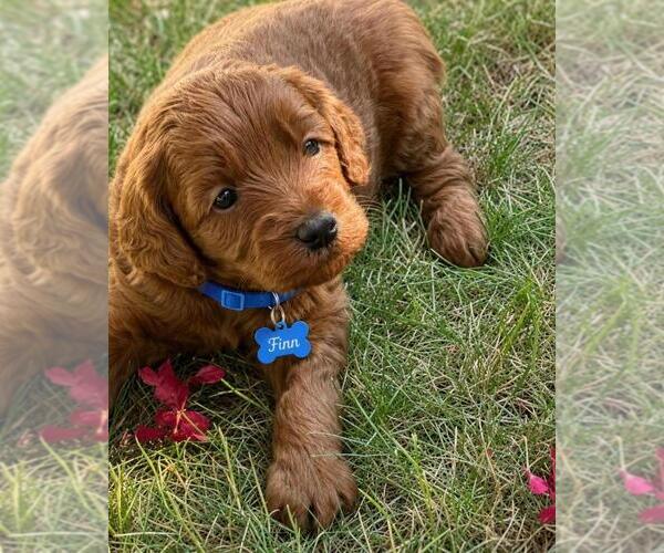 Medium Photo #1 Goldendoodle mix (+ Poodle Miniature) Puppy For Sale in WARWICK, RI, USA