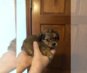 Chiweenie Puppy for sale in SULLIVAN, MO, USA