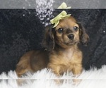 Puppy Tresor APR Dachshund