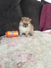 Pomeranian Puppy for sale in PELHAM, NH, USA