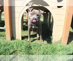 Small #4 American Pit Bull Terrier