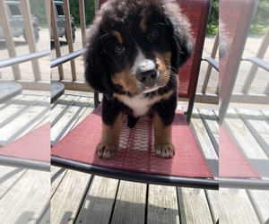 Bernese Mountain Dog Puppy for Sale in ENON, Ohio USA