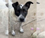 Small #6 American Bulldog Mix