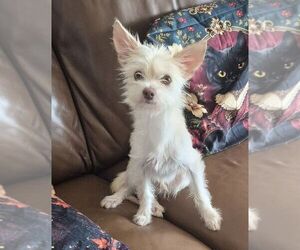 Mutt Dogs for adoption in Carrollton, TX, USA