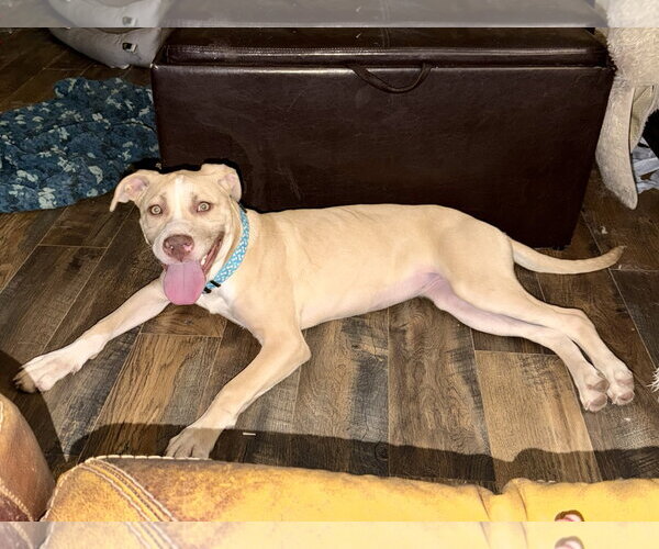 Medium Photo #9 Great Dane-Unknown Mix Puppy For Sale in Holly Springs, NC, USA