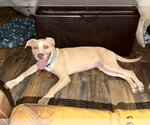 Small #8 Great Dane Mix