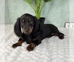 Small #4 Dachshund