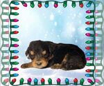 Small Photo #65 Golden Mountain Dog Puppy For Sale in BLACK FOREST, CO, USA