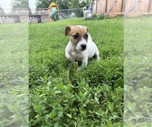 Jack Russell Terrier Puppy for sale in CRITTENDEN, KY, USA