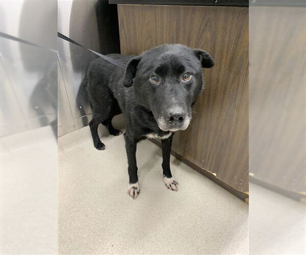 Medium Photo #1 Gerberian Shepsky Puppy For Sale in Fairbanks, AK, USA